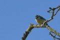 Mésange bleue
